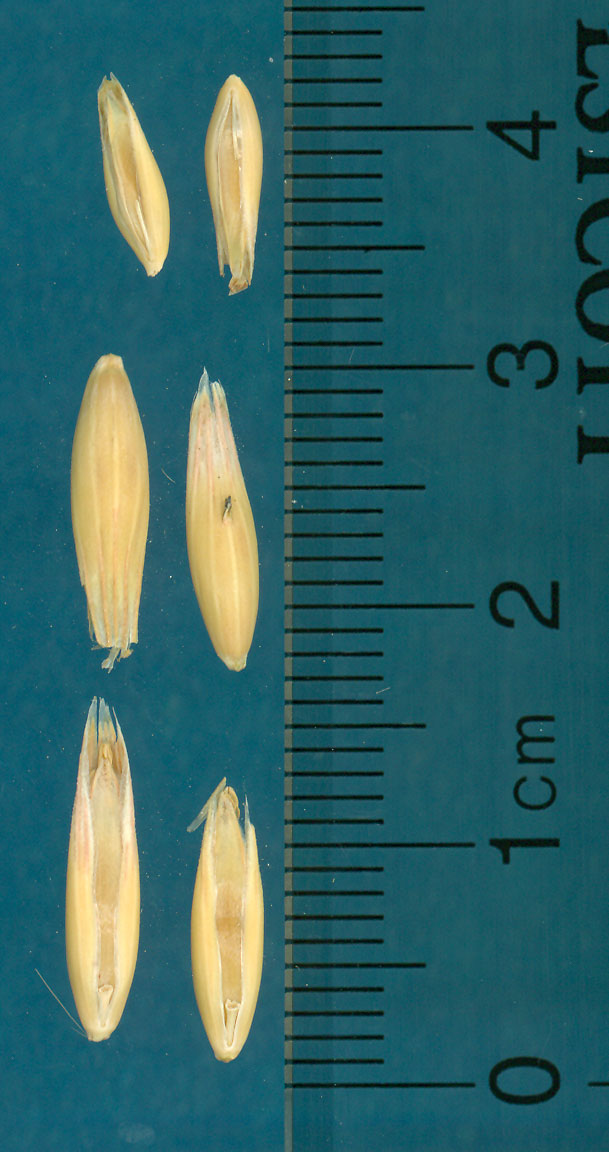 Click for 2 image(s) for this accession. KERNELS