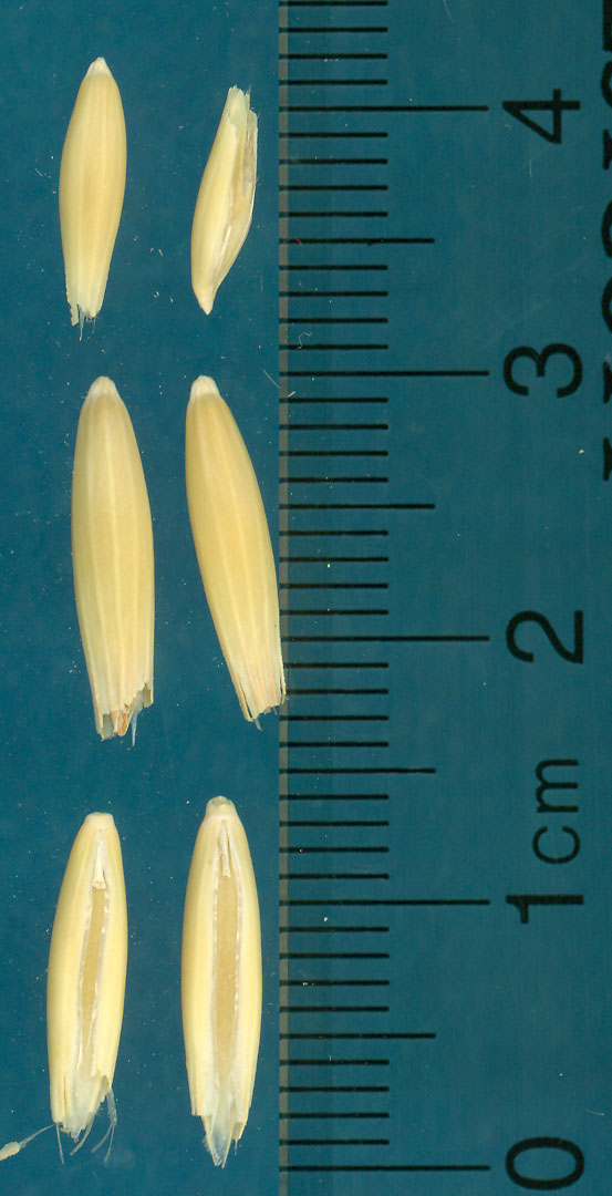 KERNELS