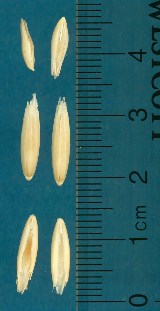 KERNELS