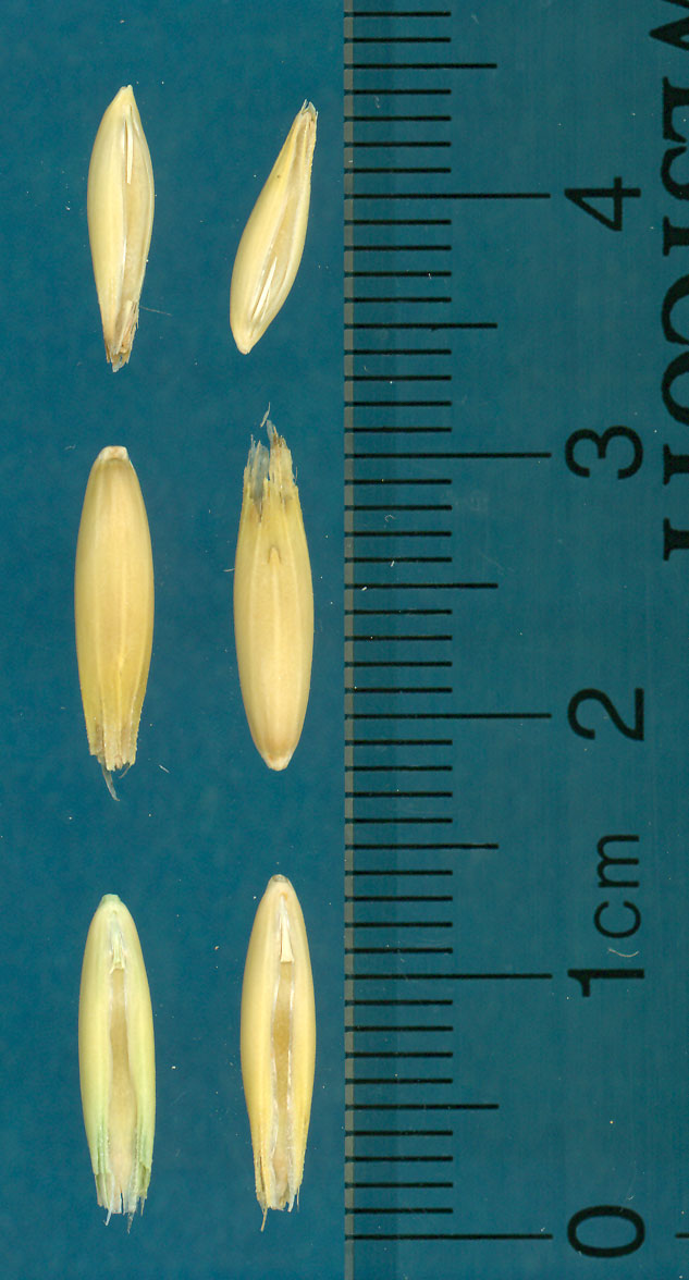 KERNELS