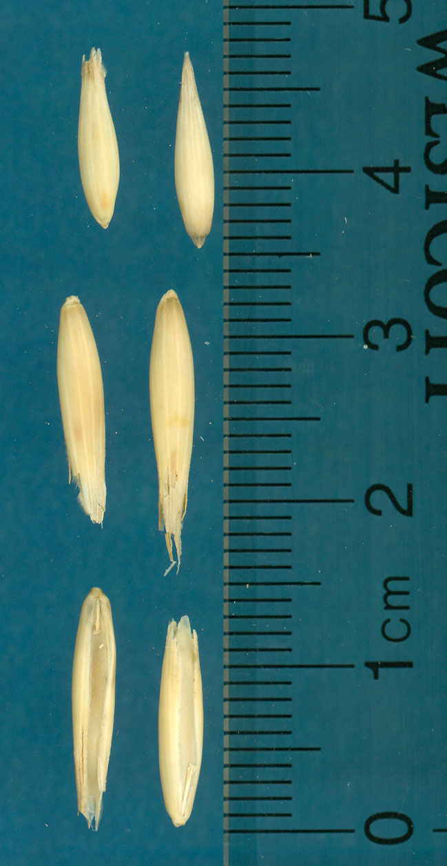 KERNELS