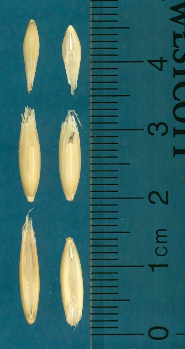 KERNELS