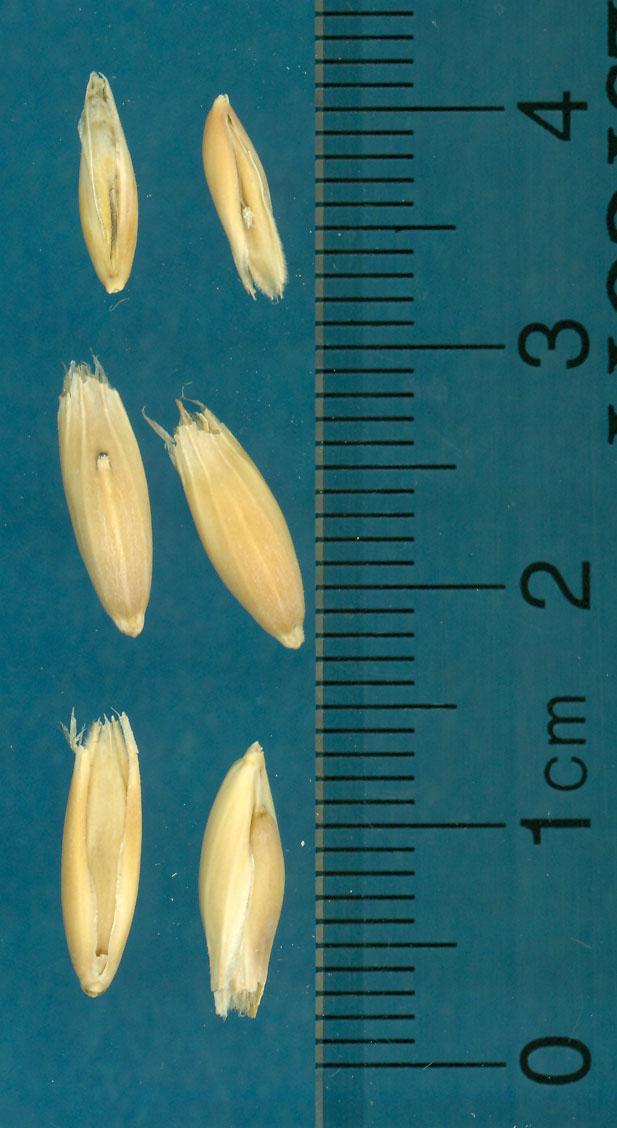 KERNELS
