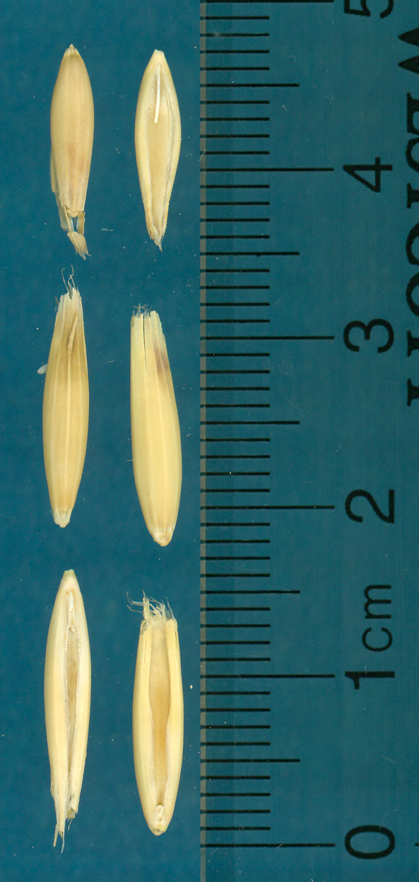 KERNELS