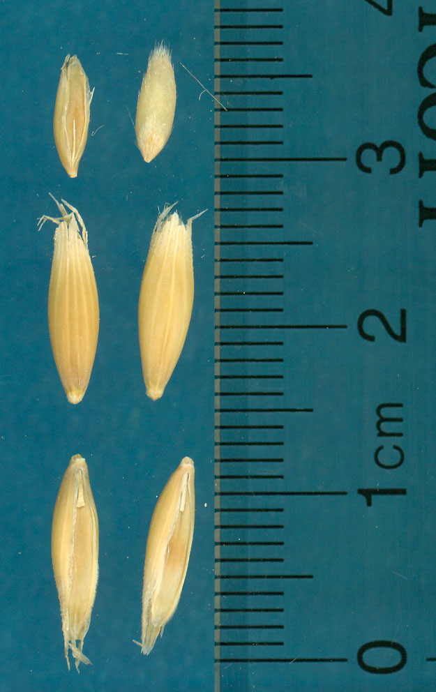 KERNELS