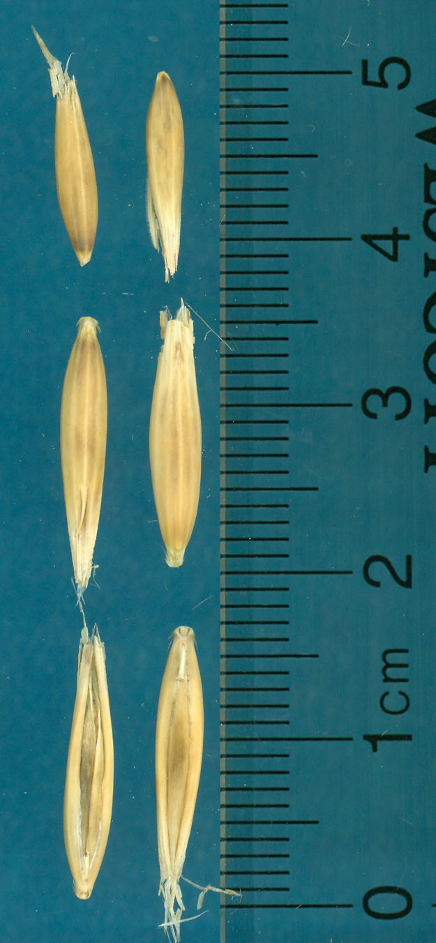 KERNELS