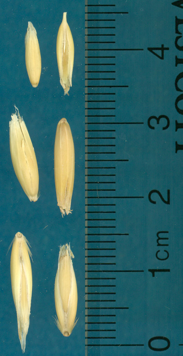 KERNELS
