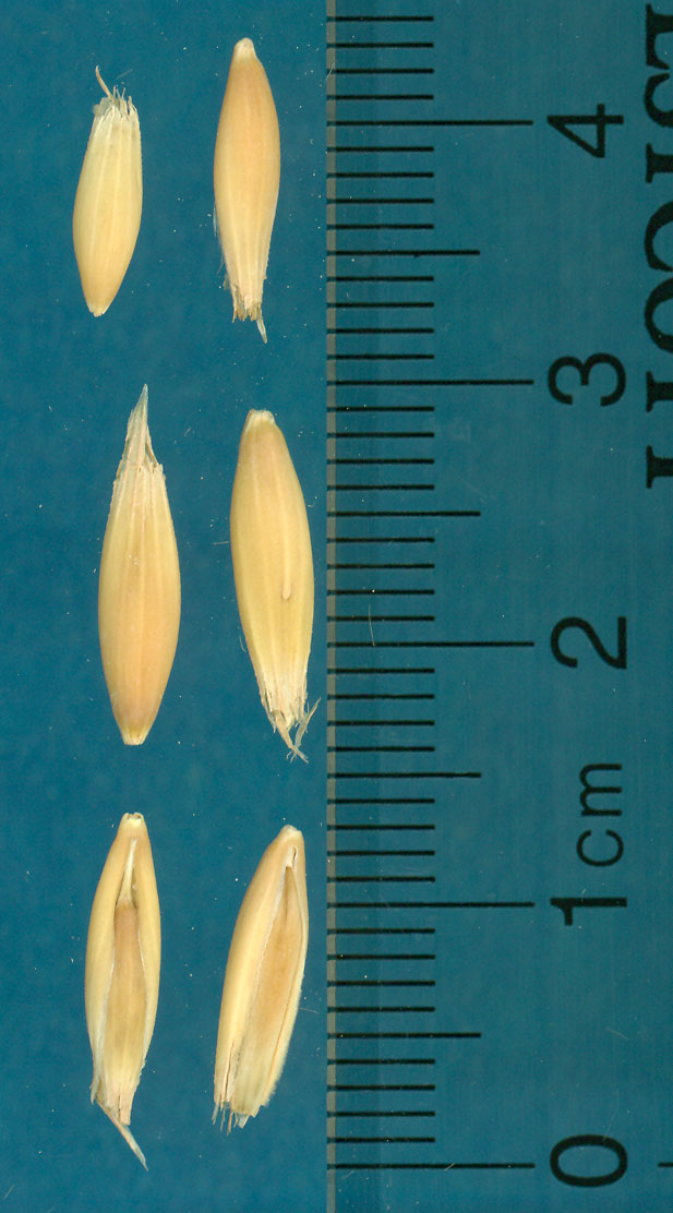 KERNELS