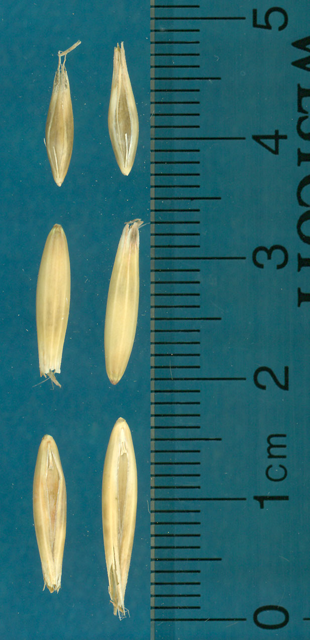 KERNELS