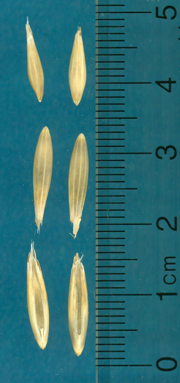 KERNELS