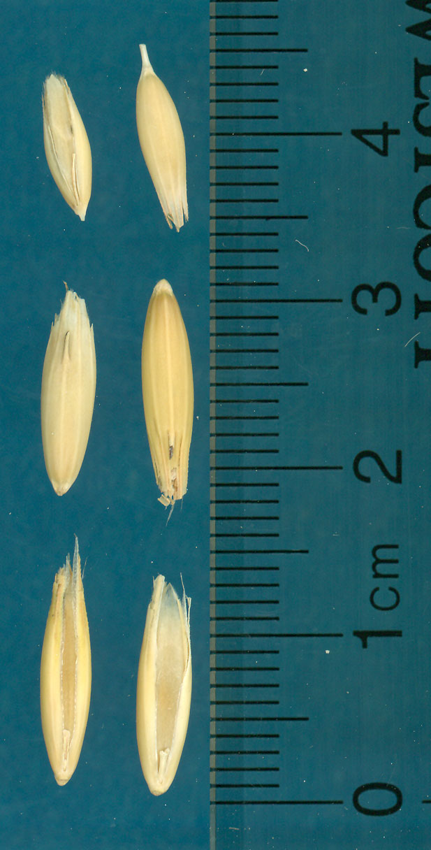 KERNELS