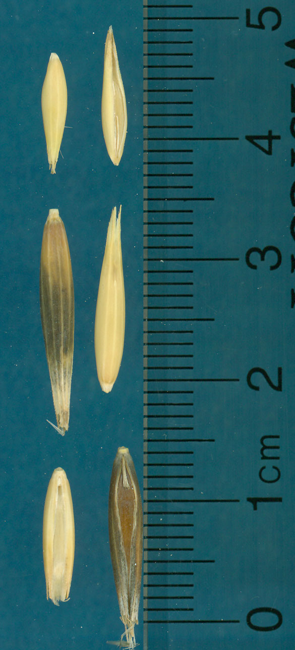 KERNELS