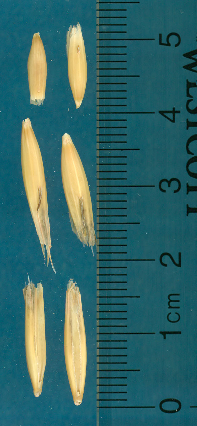 KERNELS