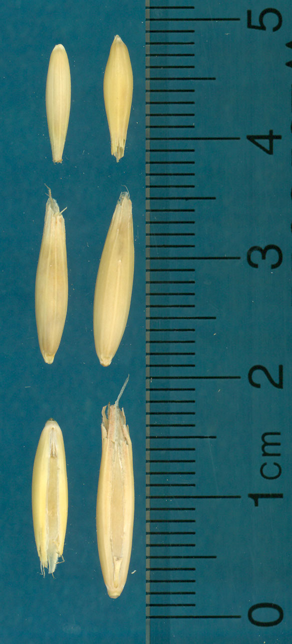 KERNELS