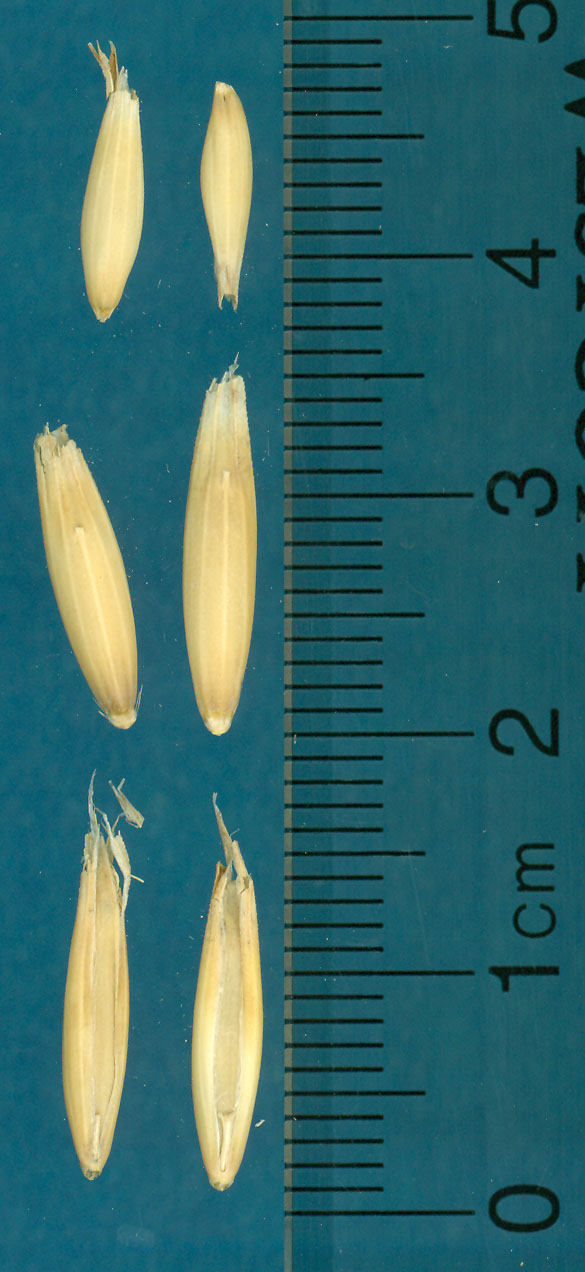 KERNELS