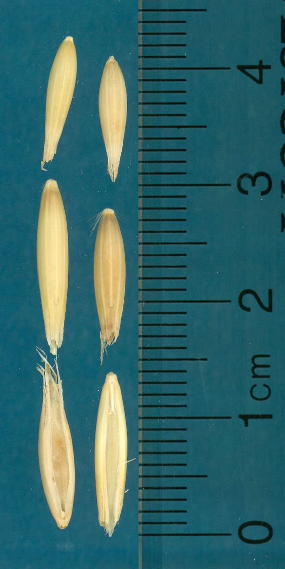 KERNELS