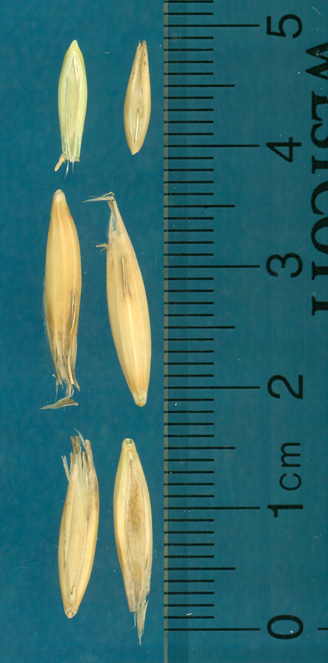 KERNELS