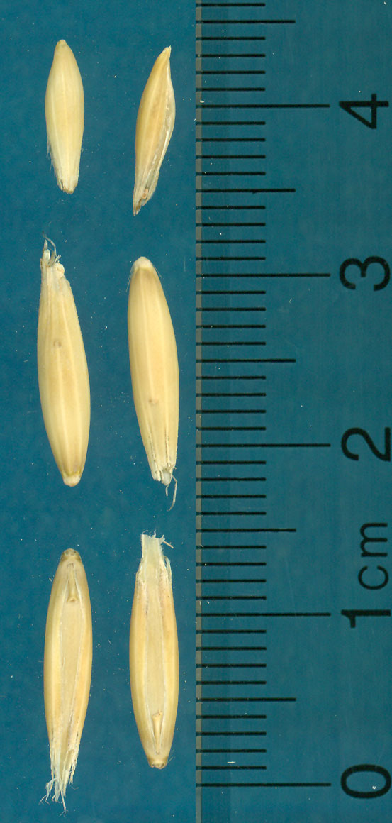KERNELS