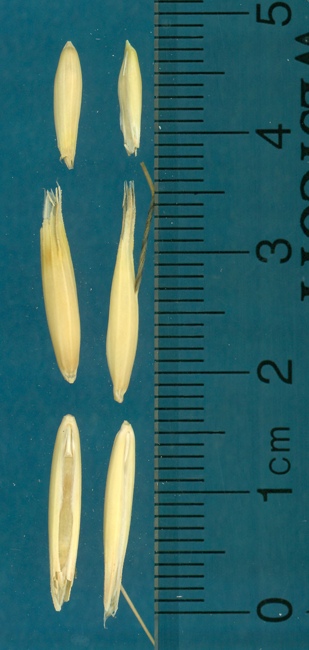 KERNELS