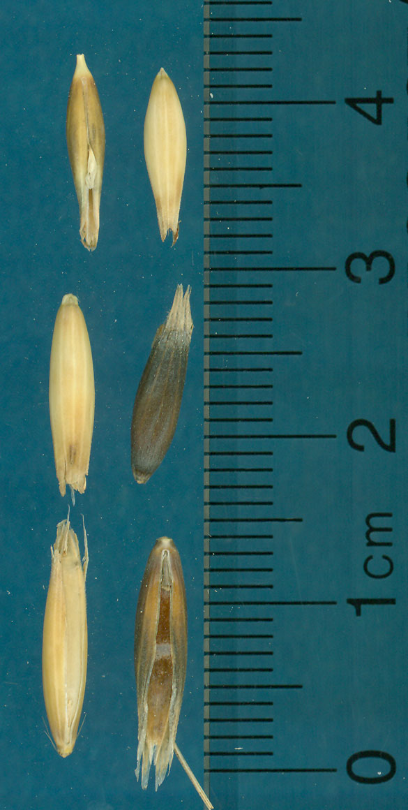 KERNELS