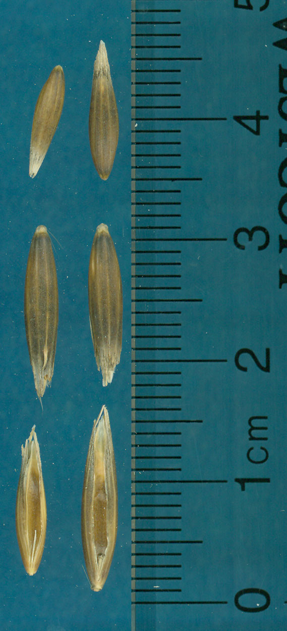 KERNELS