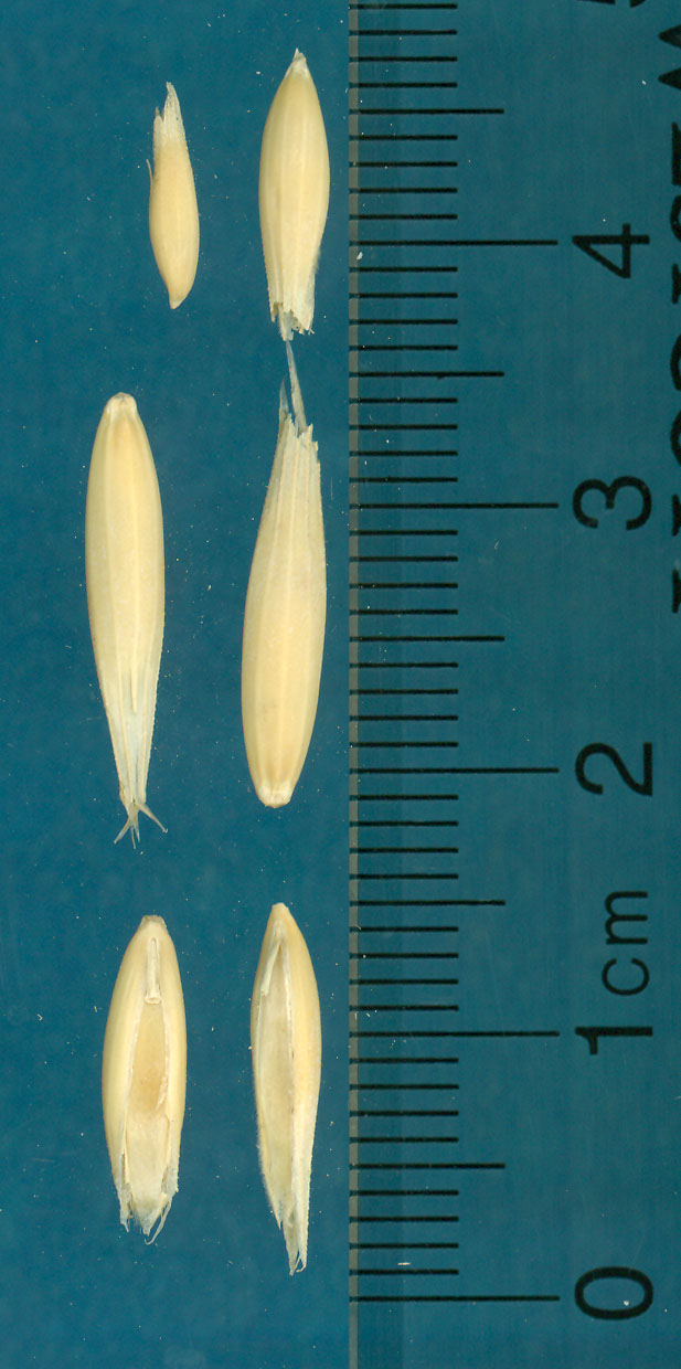KERNELS