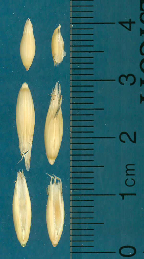 KERNELS