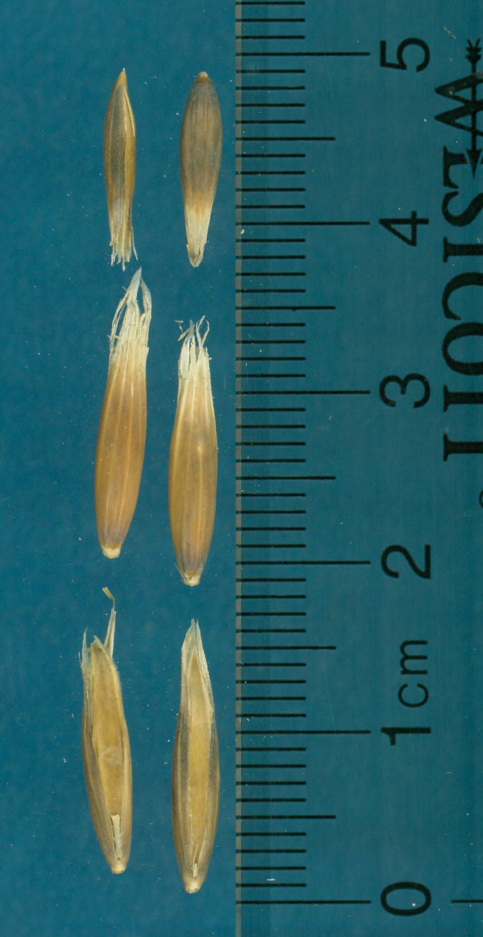 KERNELS