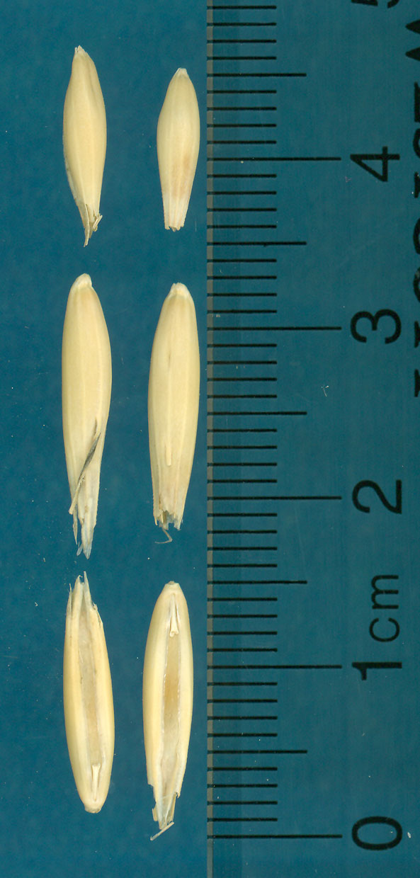 KERNELS