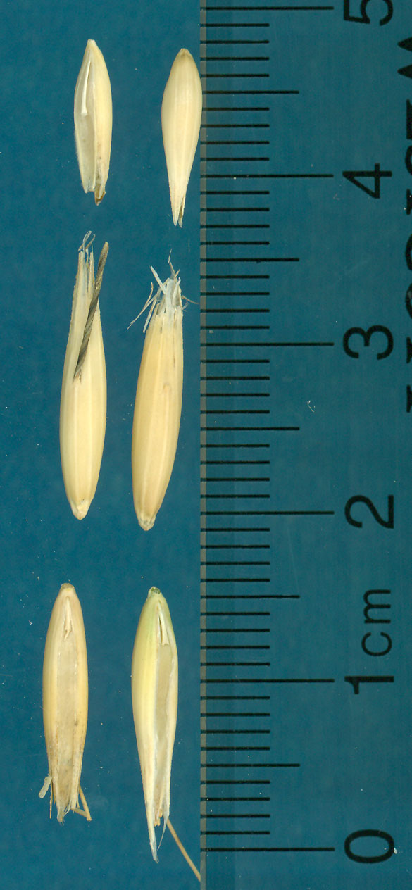 KERNELS