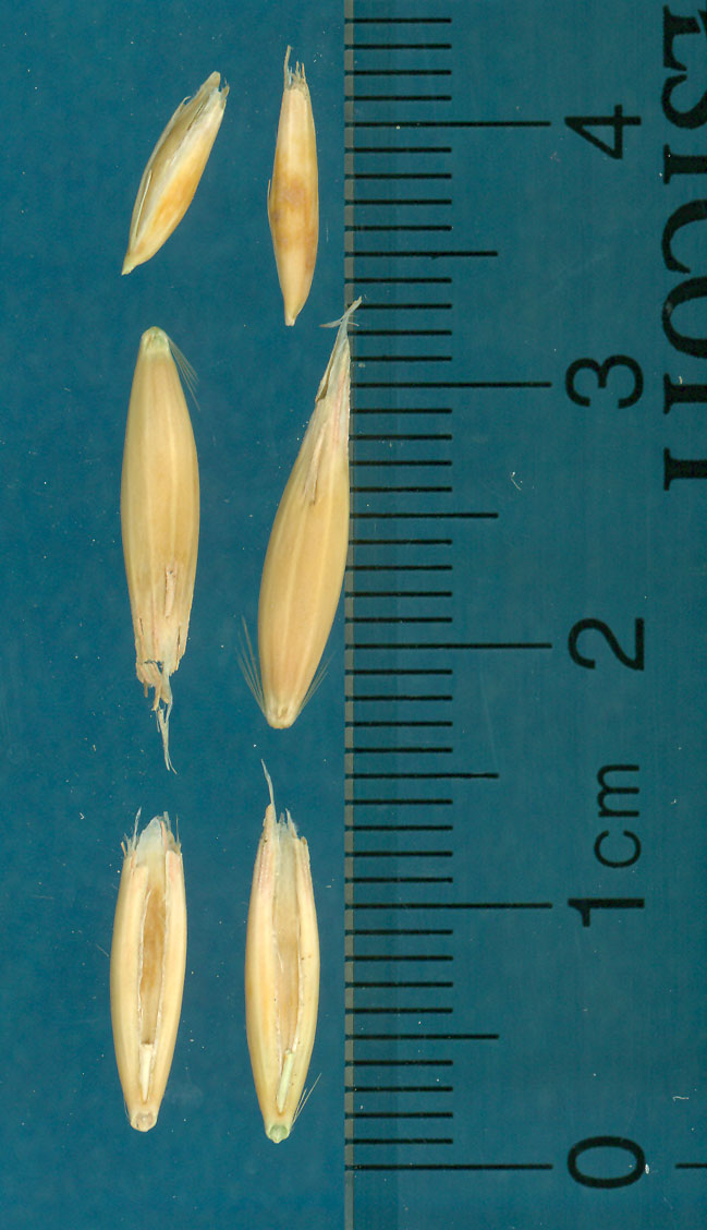 KERNELS
