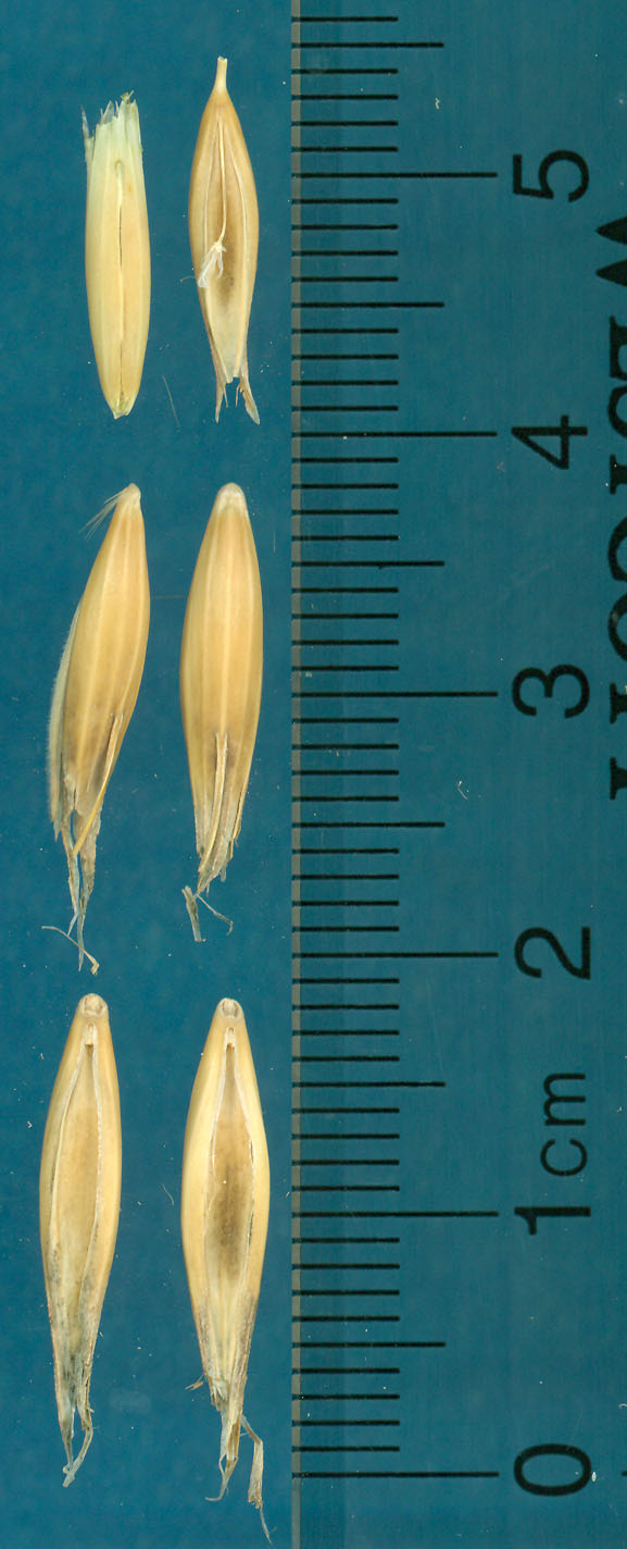 KERNELS
