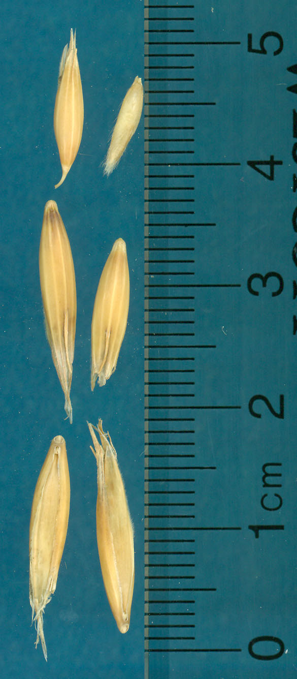 KERNELS