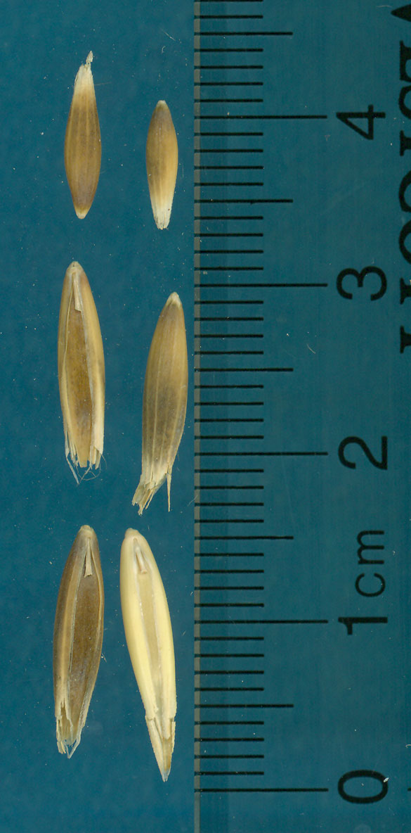 KERNELS