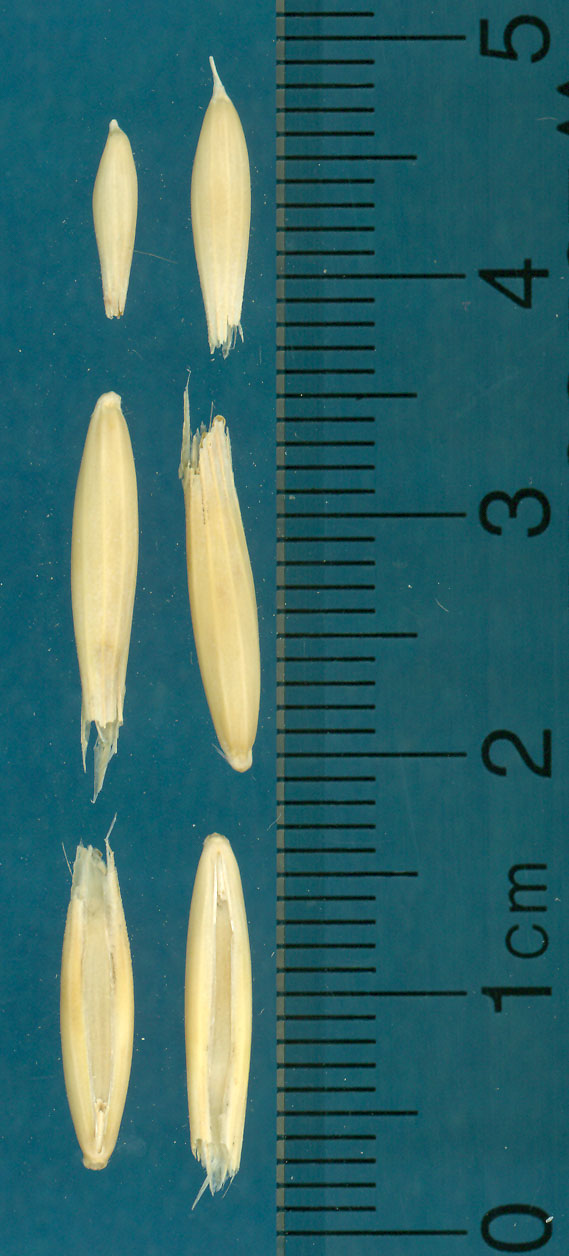 KERNELS