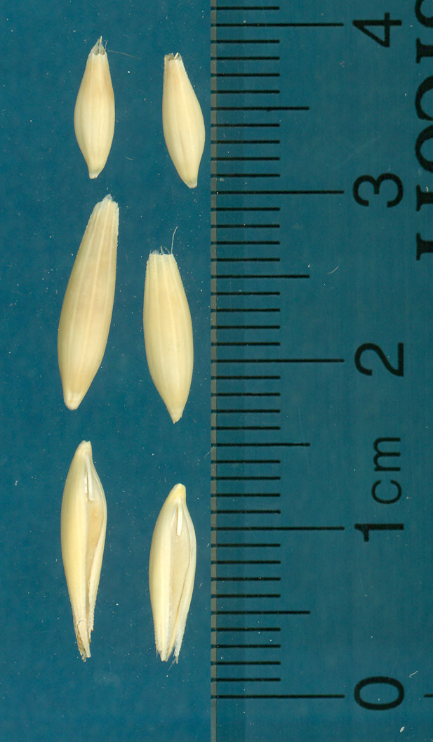 KERNELS