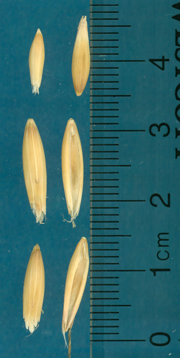 KERNELS