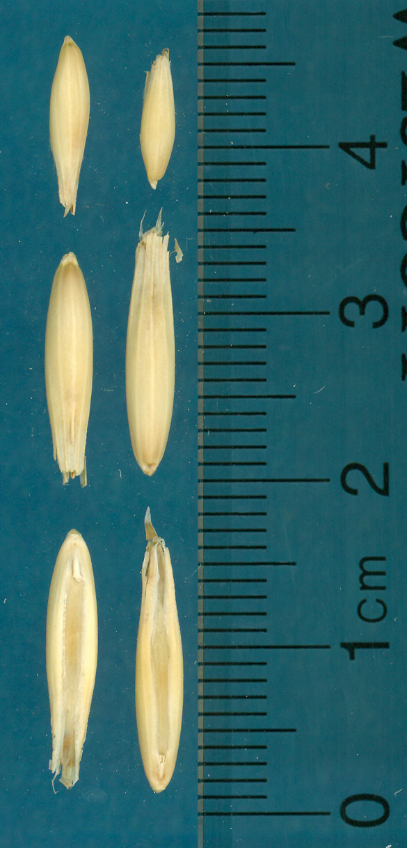 KERNELS
