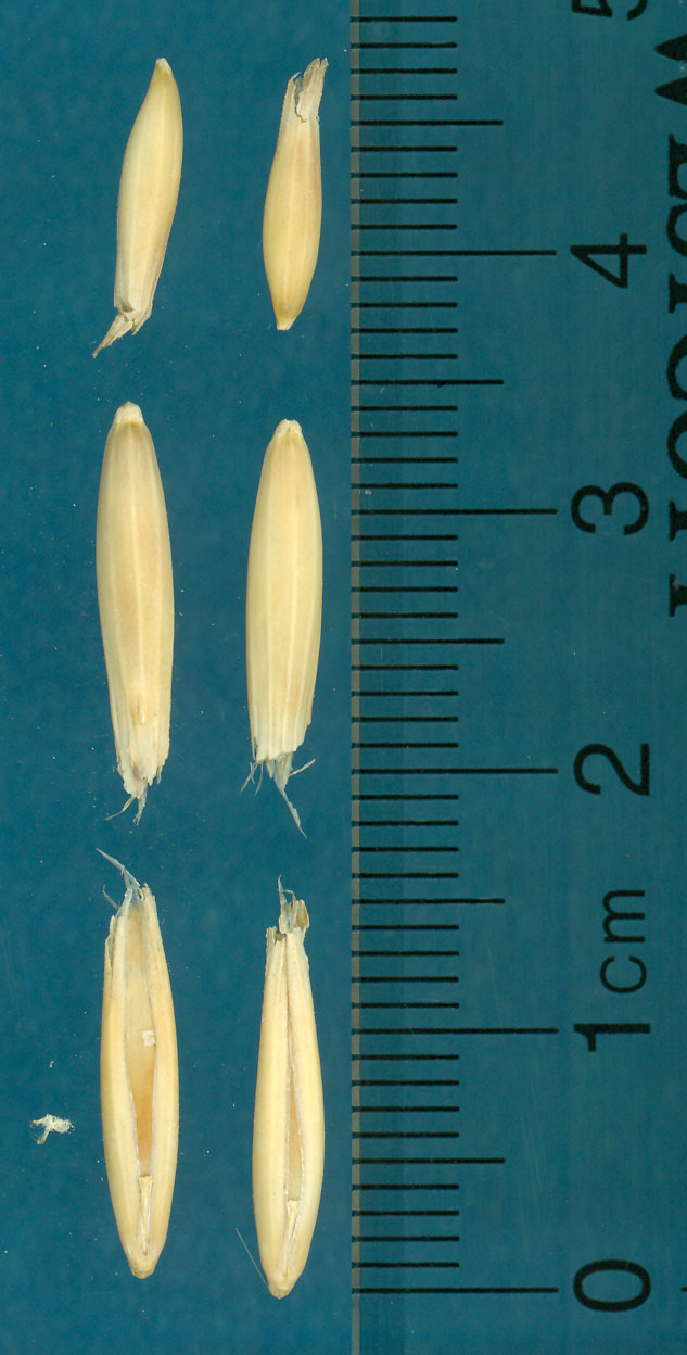 KERNELS