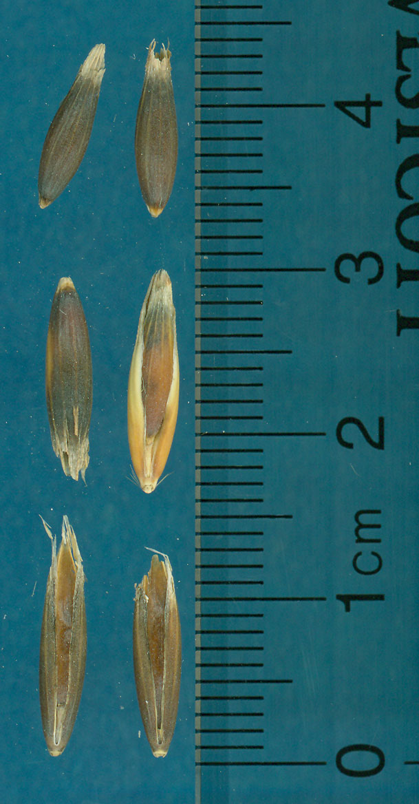KERNELS