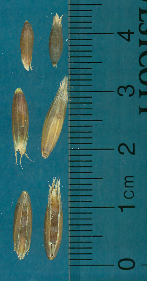 KERNELS