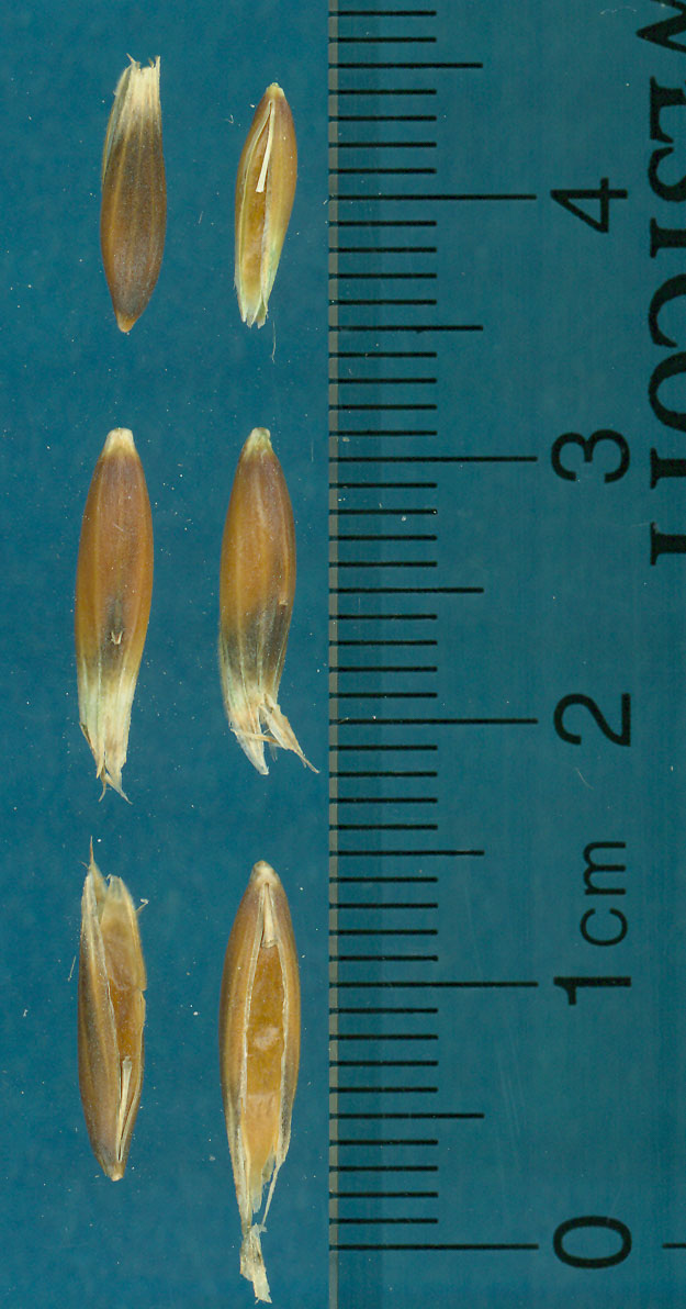 KERNELS