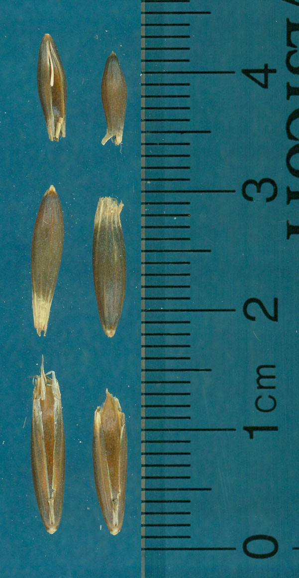 KERNELS