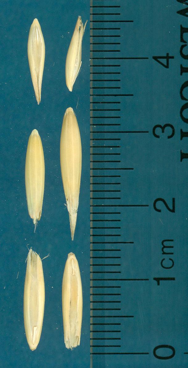 KERNELS