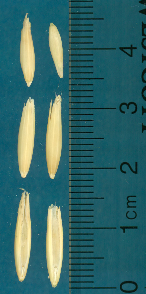 KERNELS