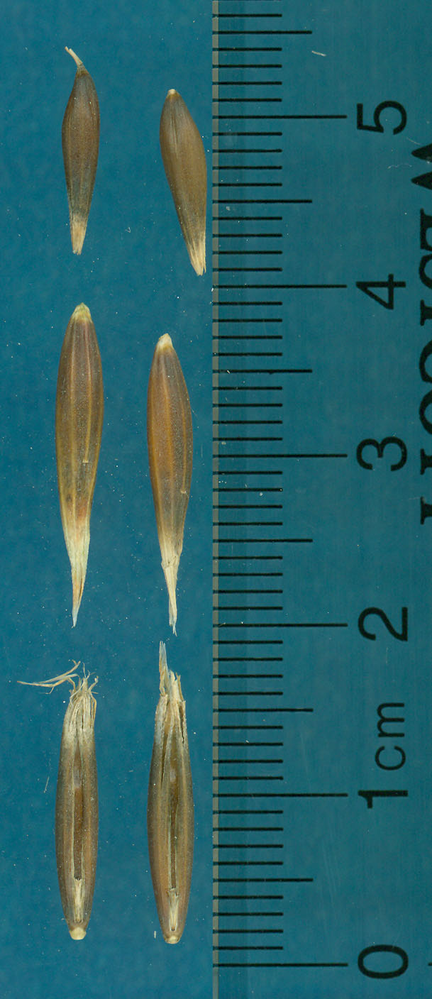 KERNELS