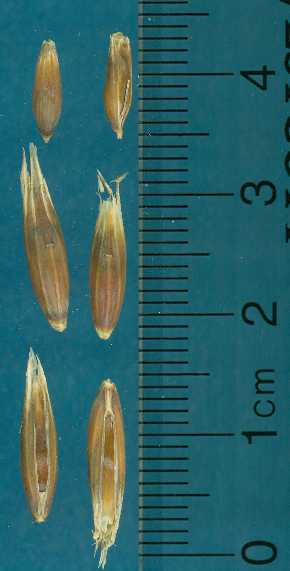 KERNELS