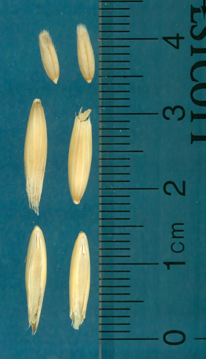 KERNELS