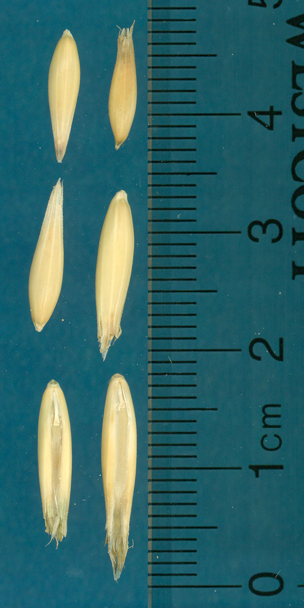 KERNELS