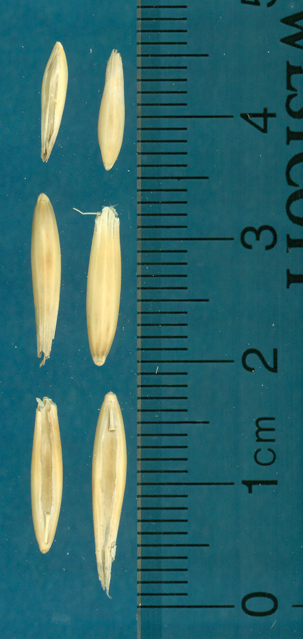 KERNELS